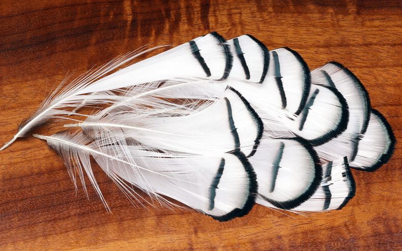Lady Amherst Tippets
