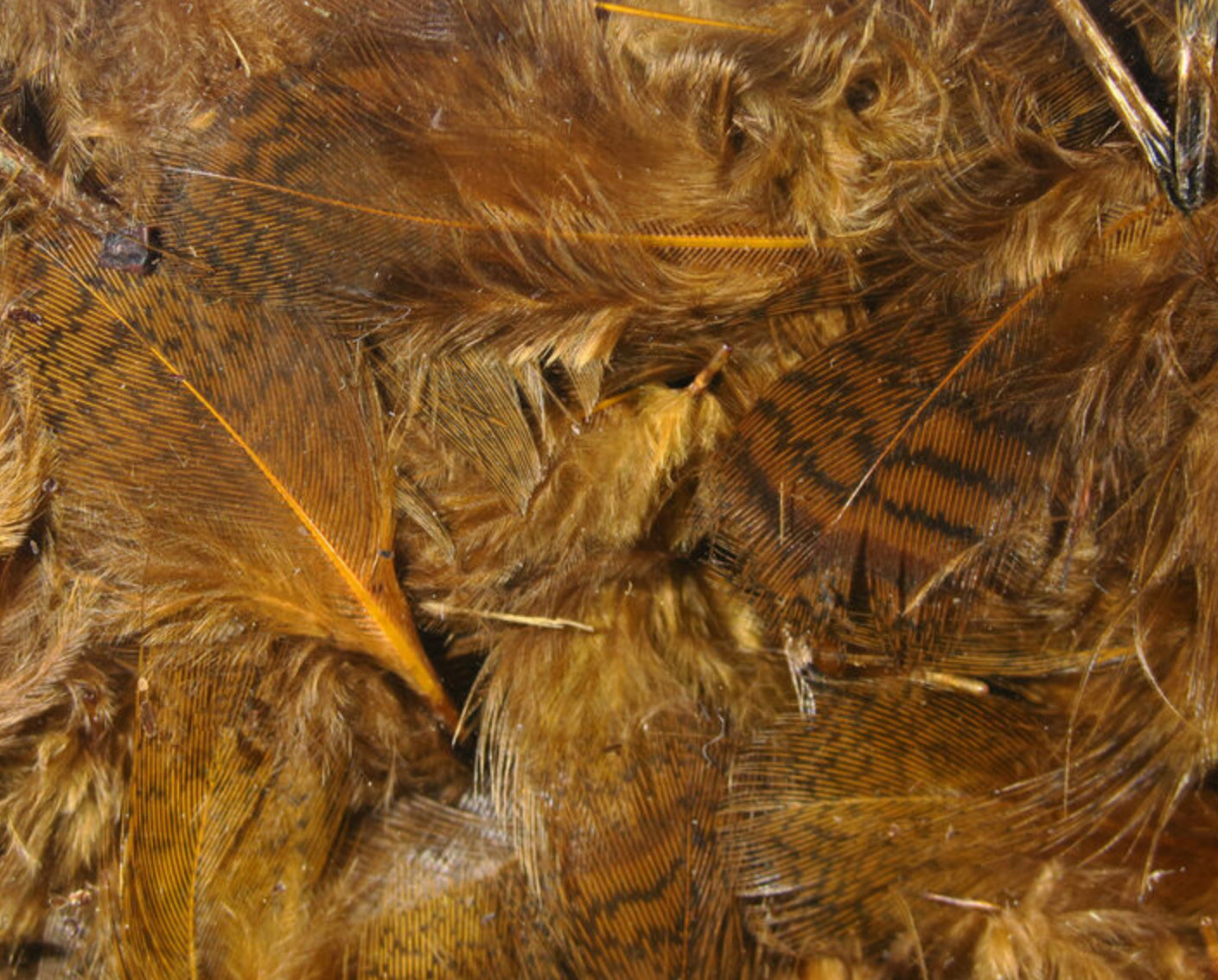 Premium Hungarian Partridge Feathers