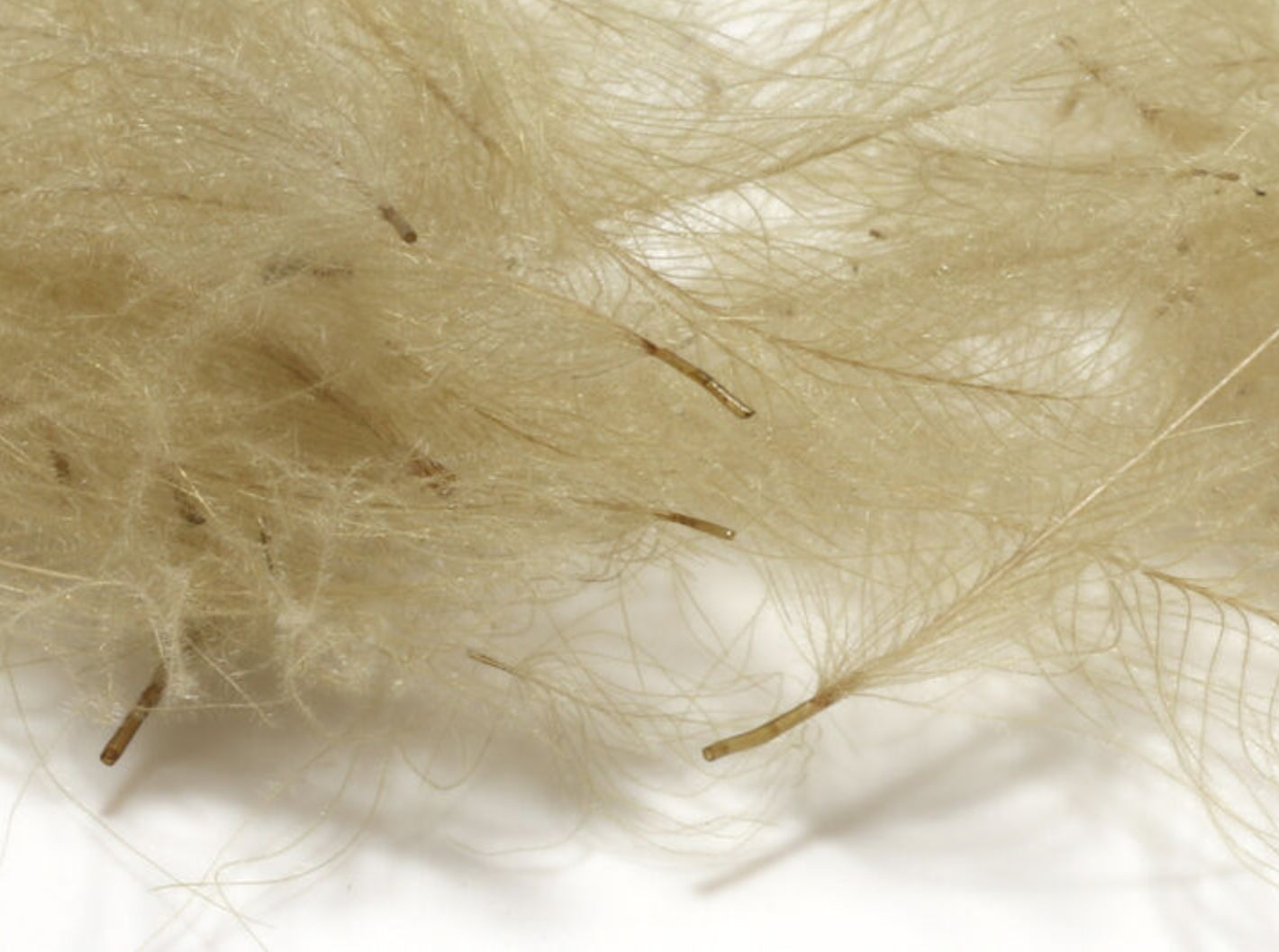 Cul De Canard 1 Gram Pack