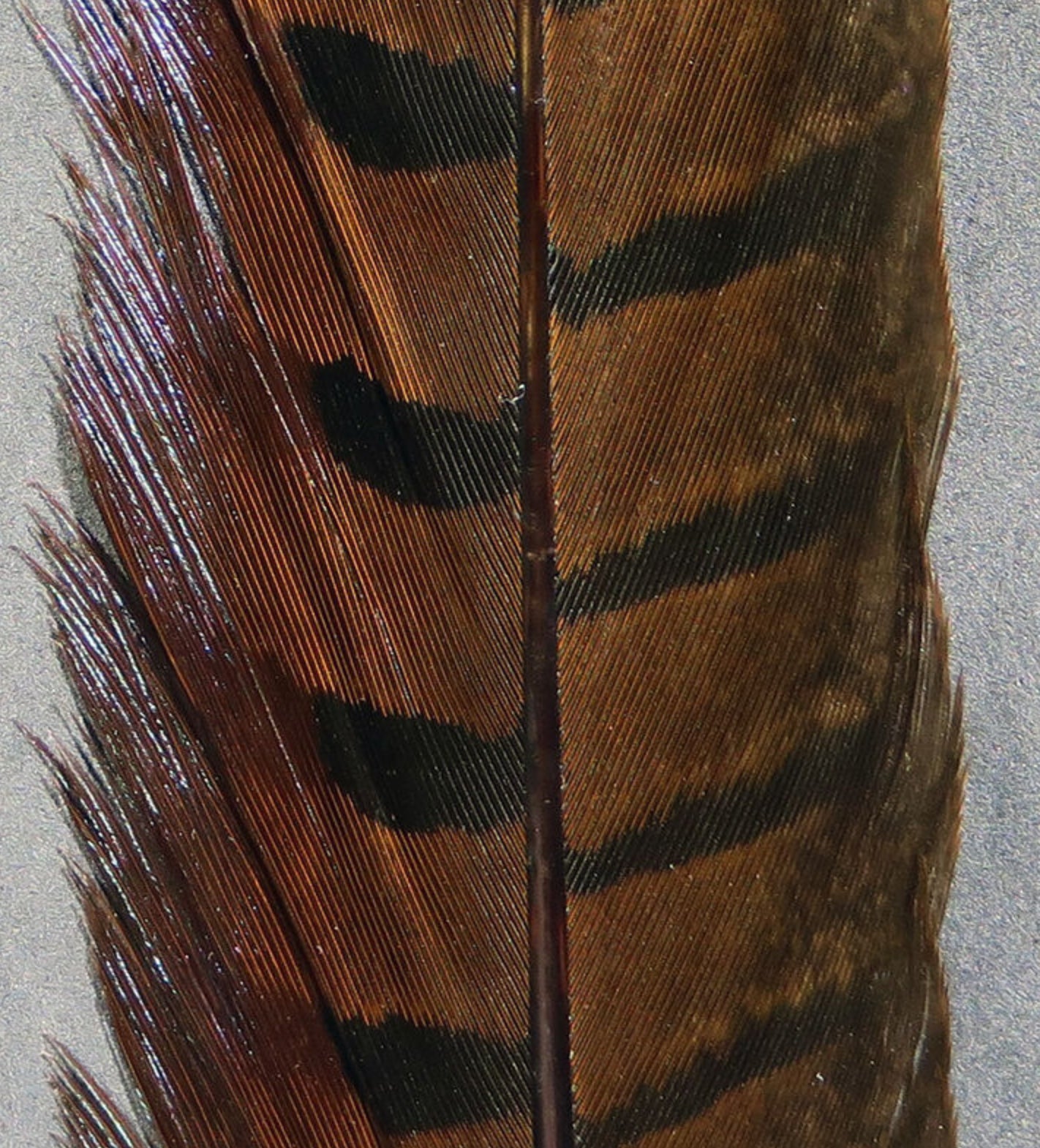 Ringneck Peasant Tail Feathers