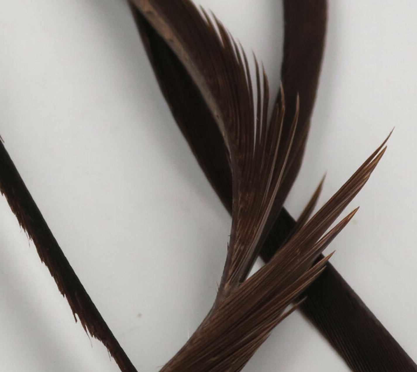 Stripped Goose Biots