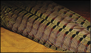Ringneck Pheasant Tail, Complete Tail Clump