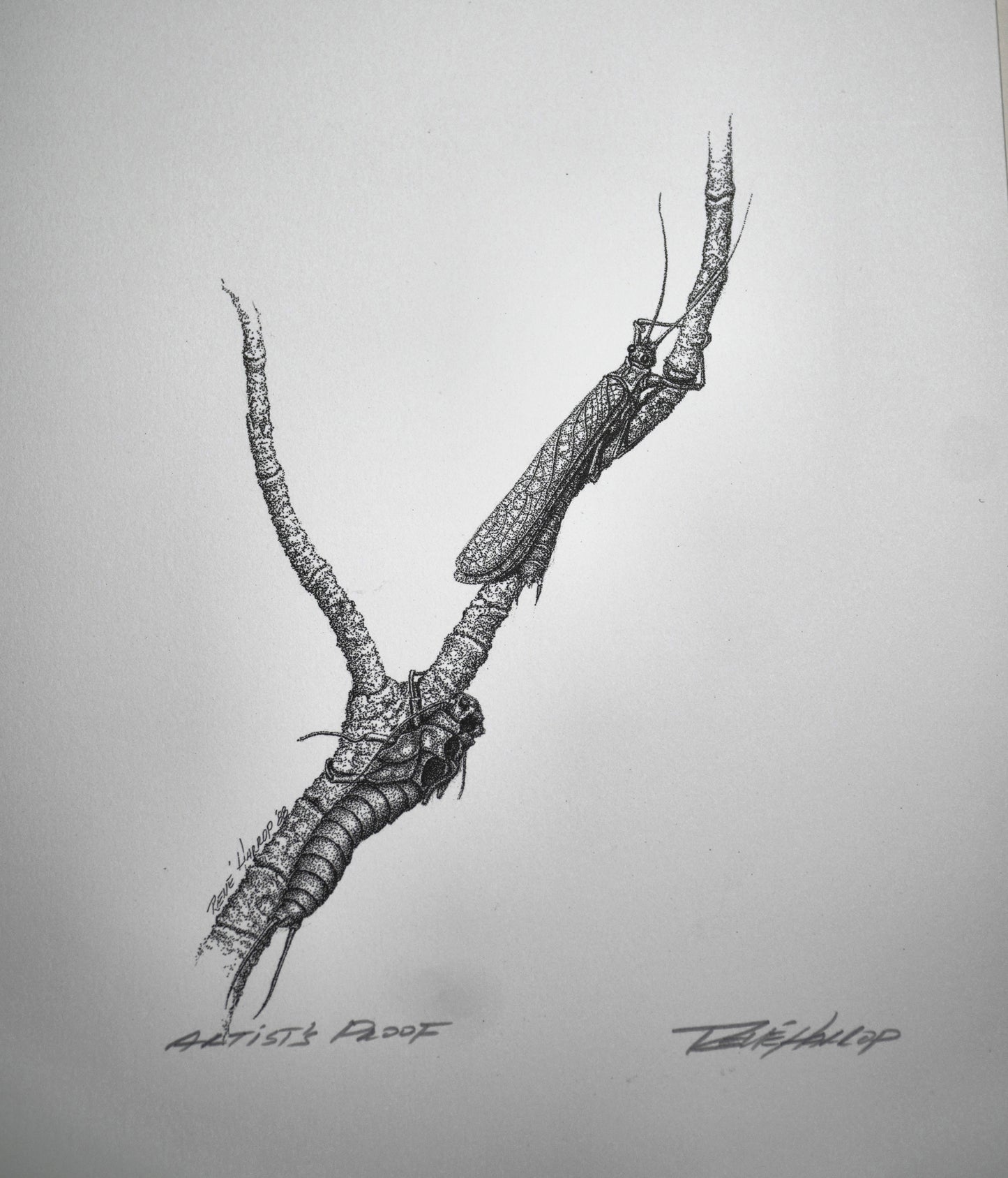Stonefly Print 9"x7" - Artist Proof