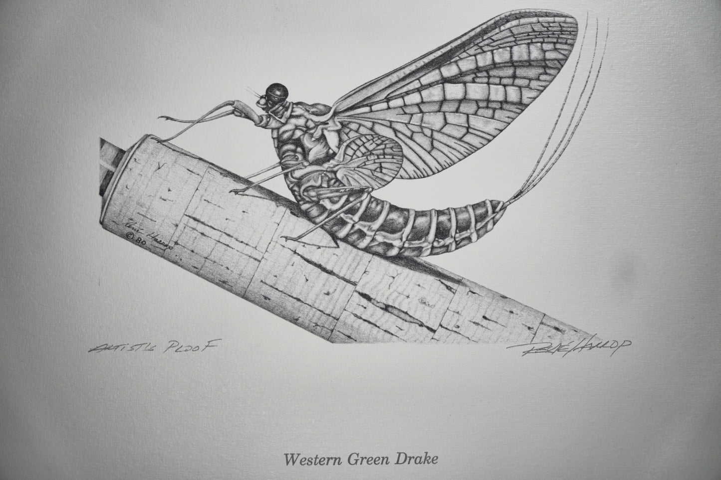 Western Green Drake Print 8"x10" - Artist Proof