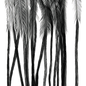 Whiting 100 Pack