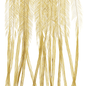 Whiting 100 Pack