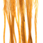 Whiting 100 Pack