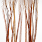 Whiting 100 Pack