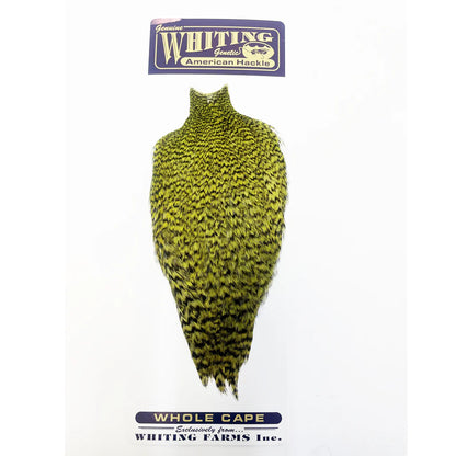American Rooster Cape Whiting