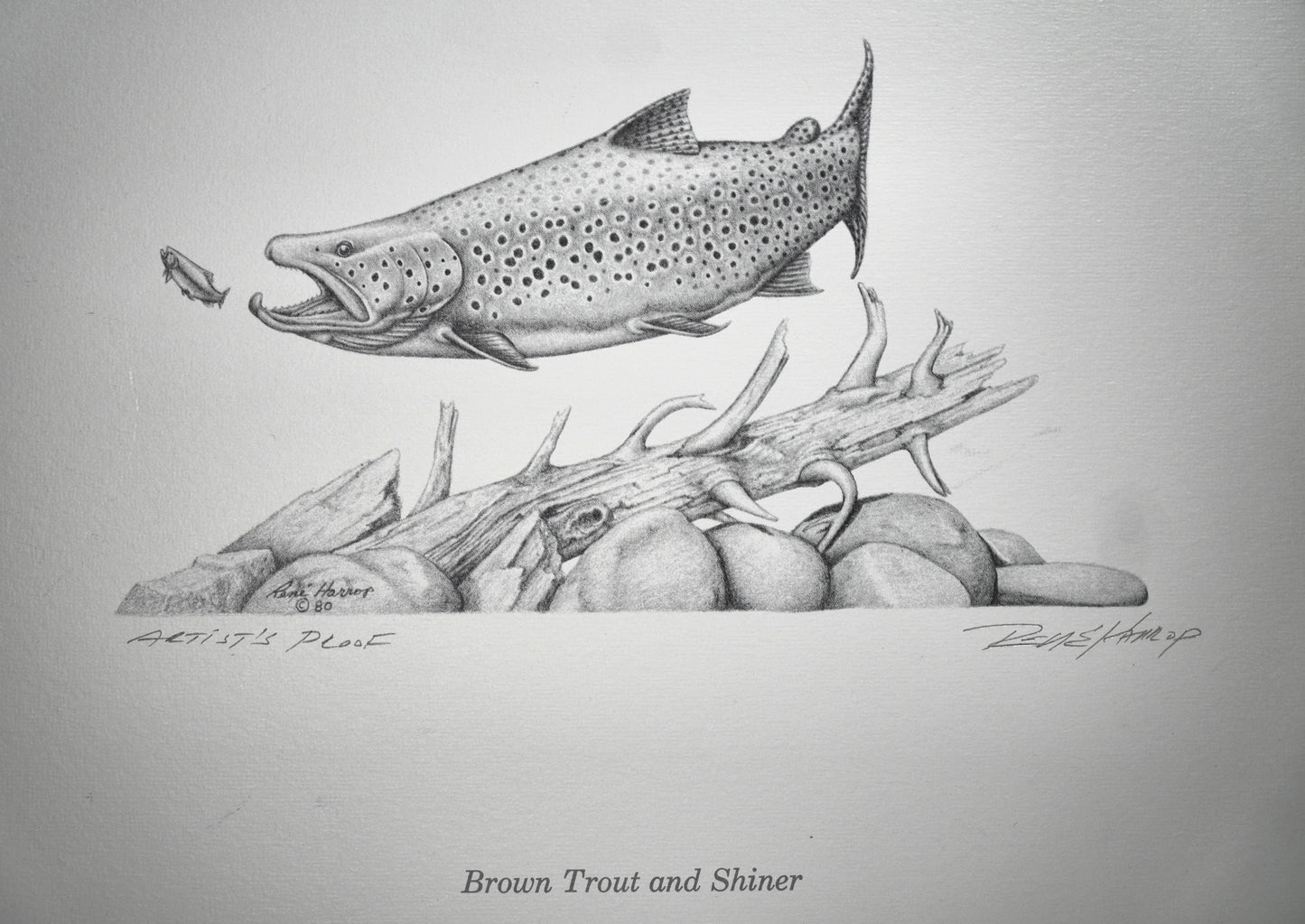 Brown Trout & Shiner Print 8"x10" - Artist Proof
