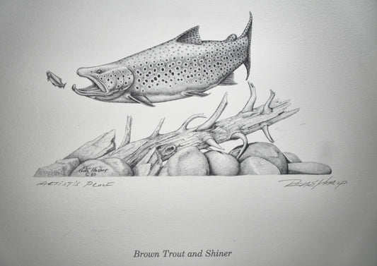 Brown Trout & Shiner Print 8"x10" - Artist Proof