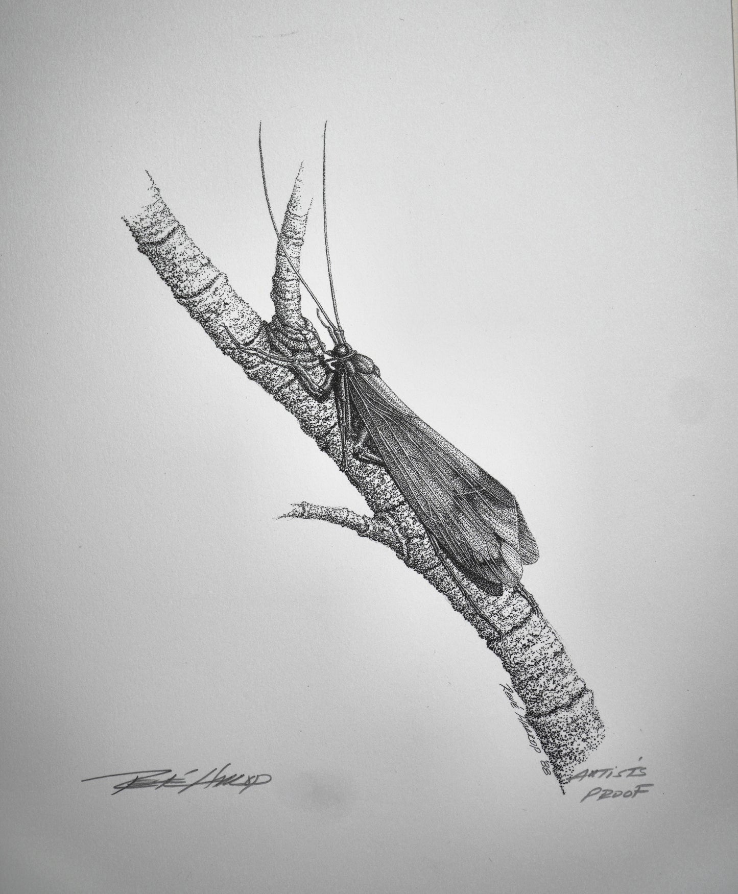 Caddis Print 9"x7" - Artist Proof