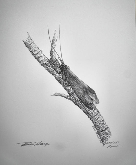Caddis Print 9"x7" - Artist Proof