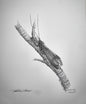 Caddis Print 9"x7" - Artist Proof