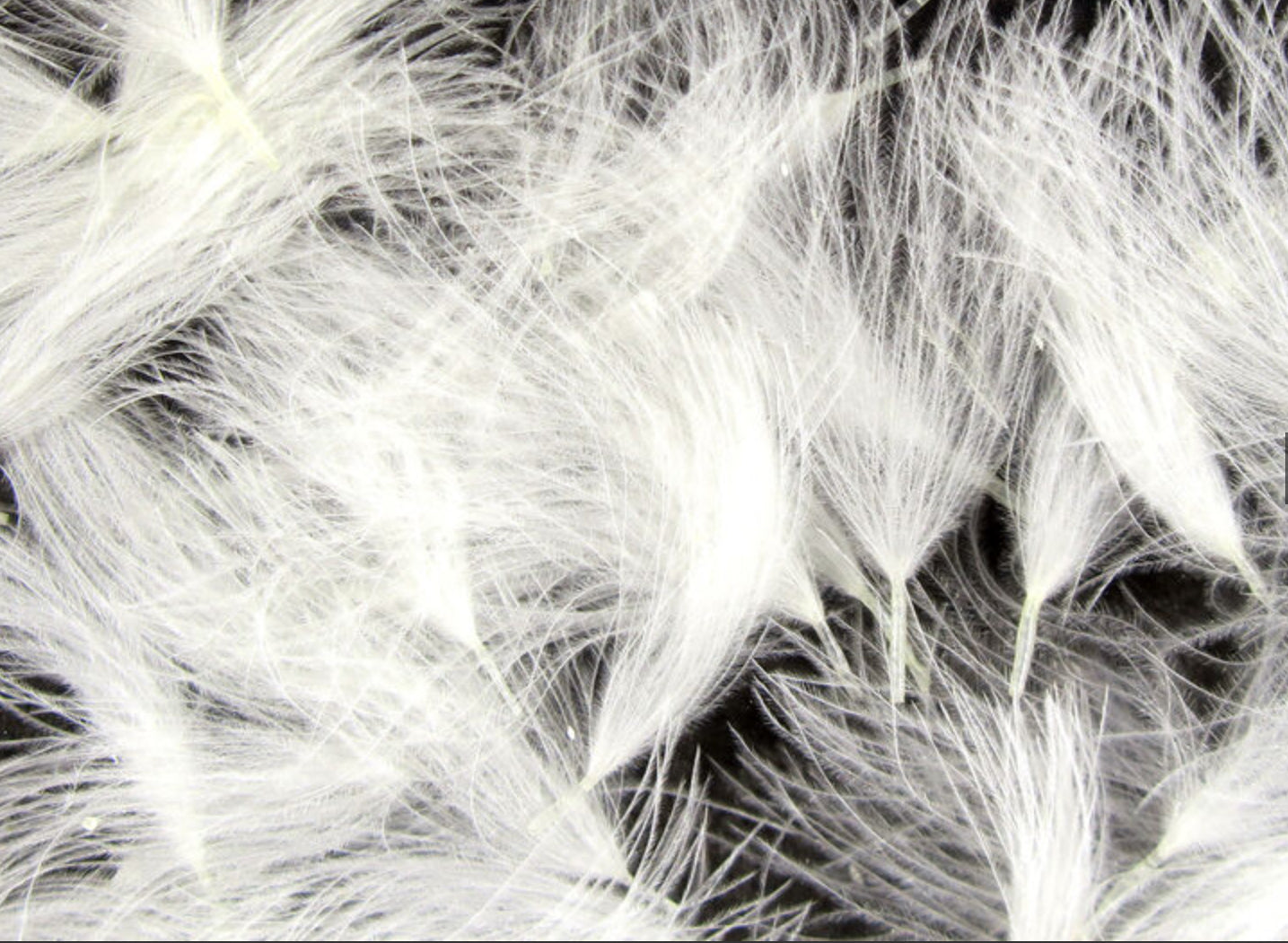 CDC Oiler Puffs