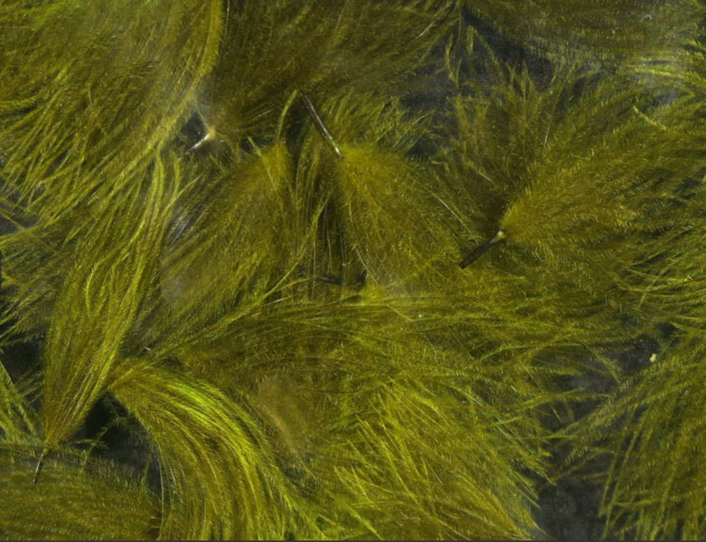 CDC Oiler Puffs