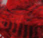 Grizzly Soft Hackle