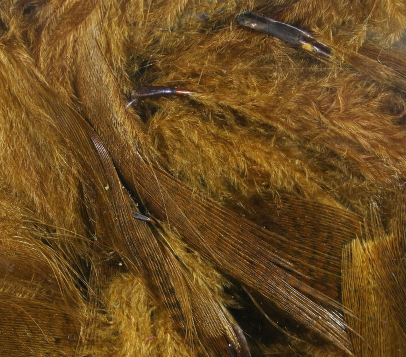 Mallard Flank