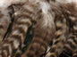 Barred VarianT Schlappen 5-7"