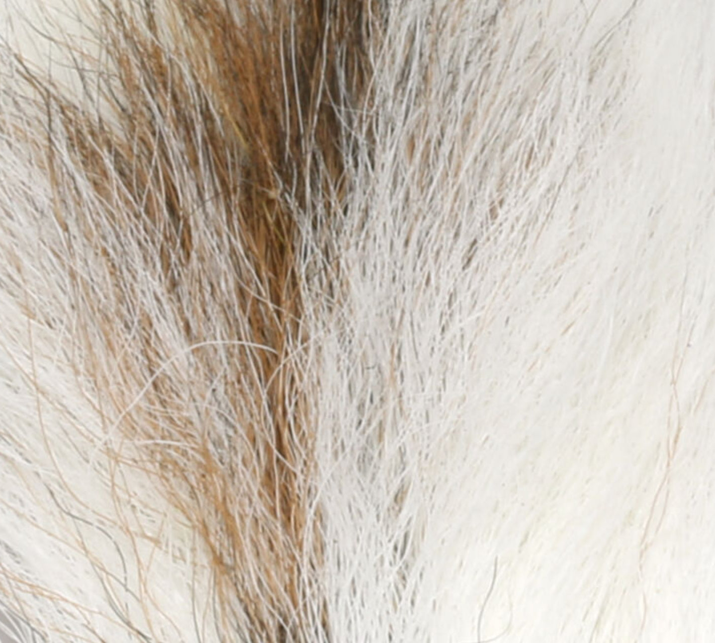 Petit Bucktail