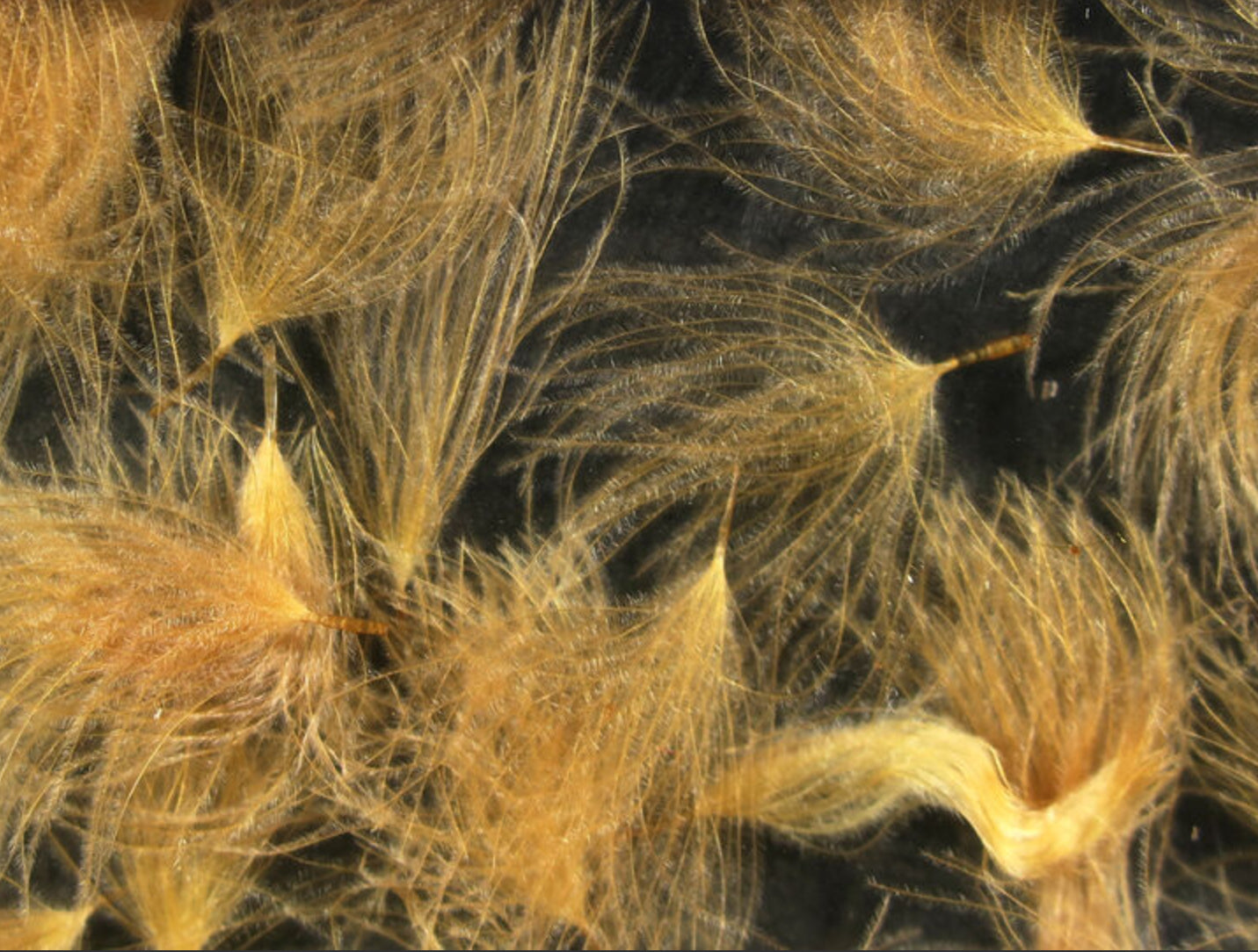 CDC Oiler Puffs