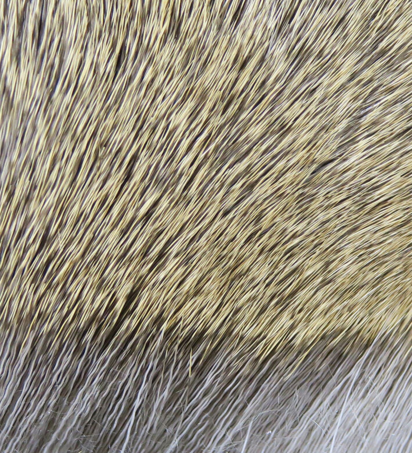 Dyed Deer Body Hair