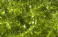 Ice Chenille, Medium