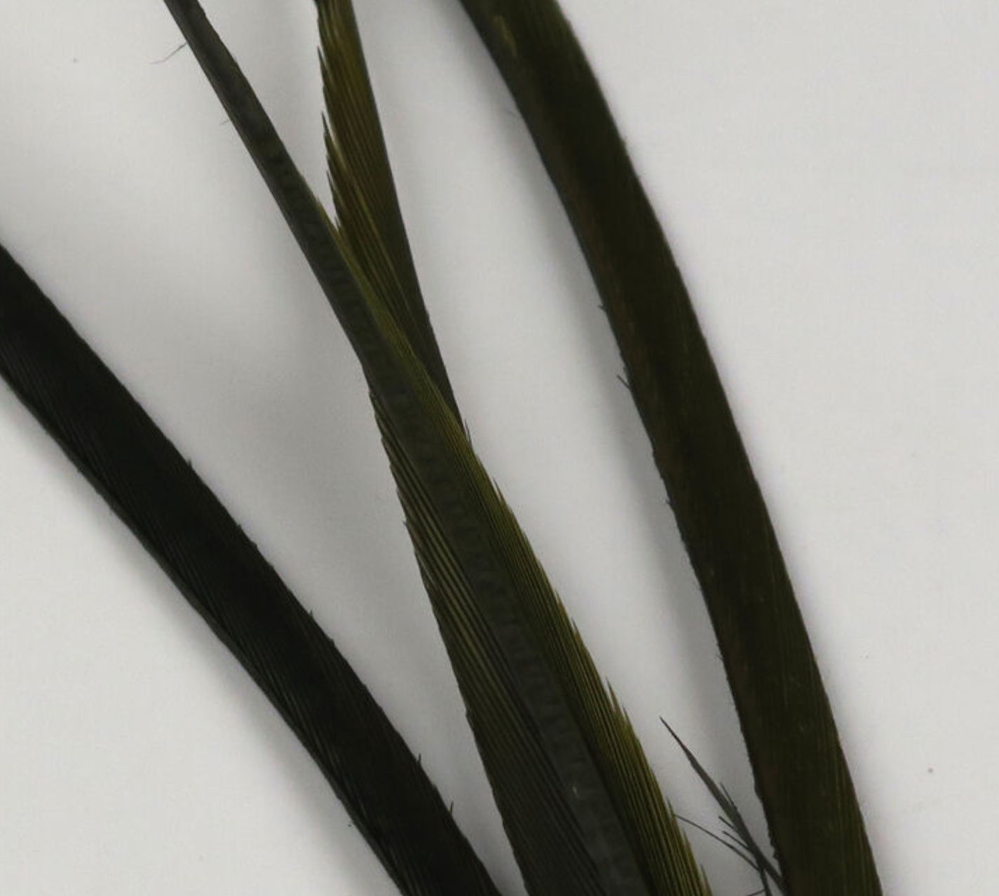 Stripped Goose Biots