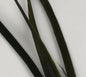 Stripped Goose Biots
