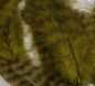Grizzly Soft Hackle