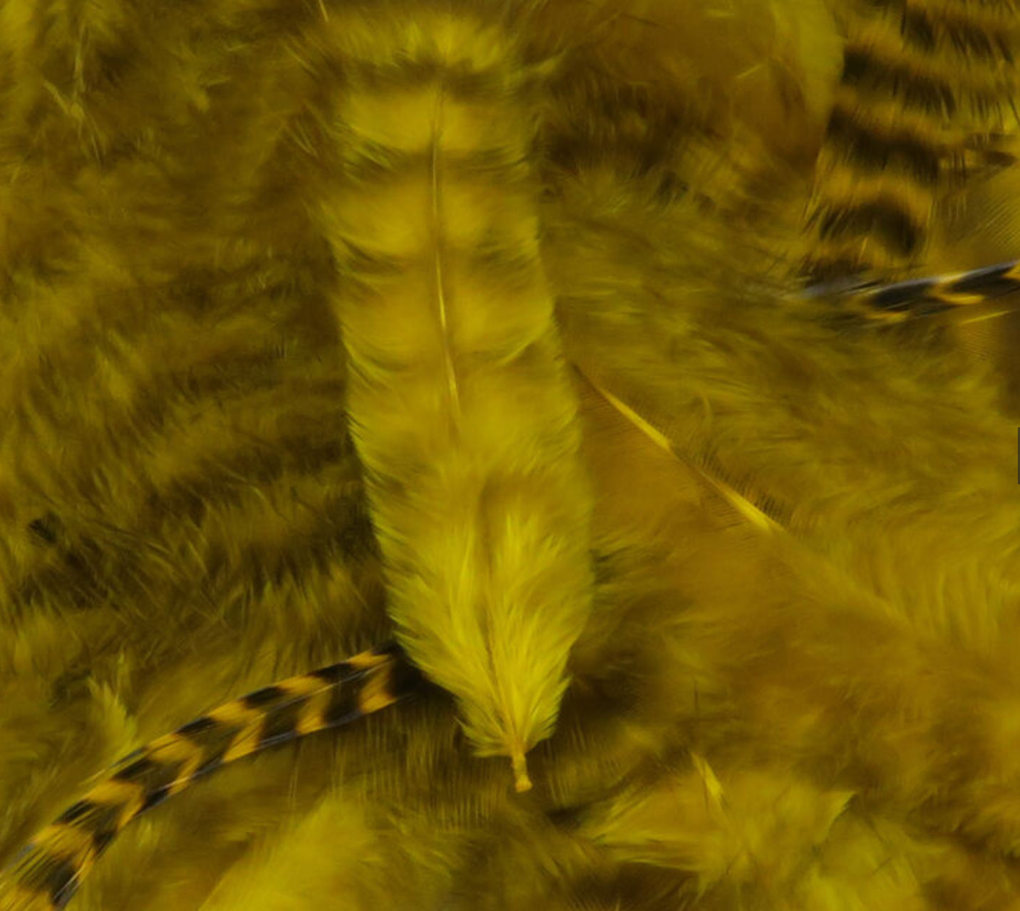 Grizzly Soft Hackle