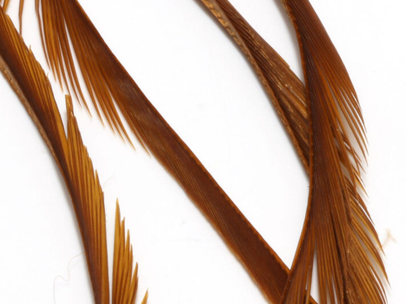 Stripped Goose Biots