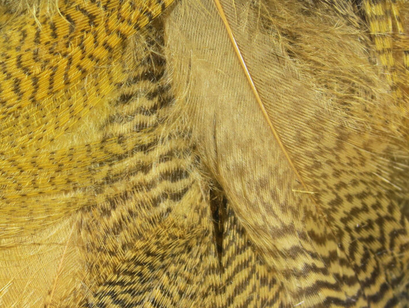 Mallard Flank