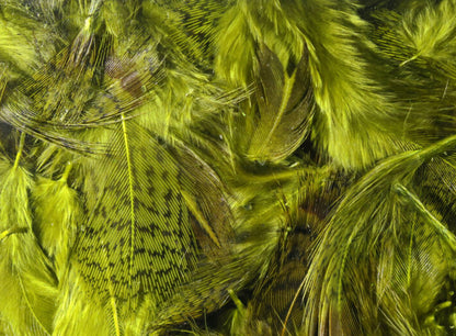 Premium Hungarian Partridge Feathers