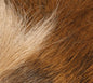 Petit Bucktail