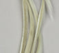 Stripped Goose Biots