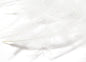 Cul De Canard 1 Gram Pack