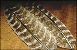 Ozark Oak Mottled Turkey Quills