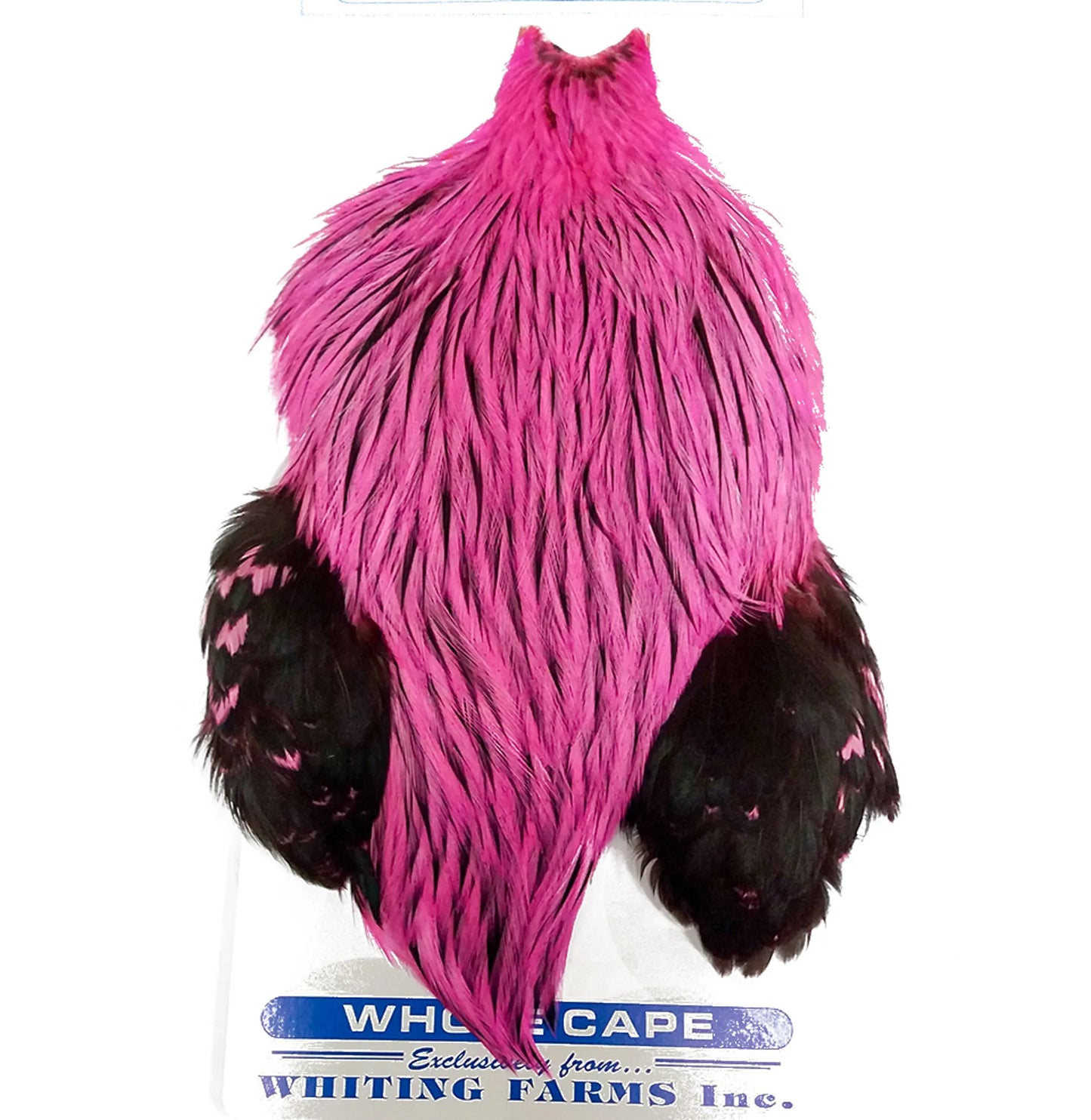 Freshwater Streamer Hen Cape Badger