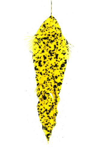 Mottled Schlappen
