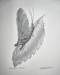 Pale Morning Dun Print 9"x7" - Artist Proof