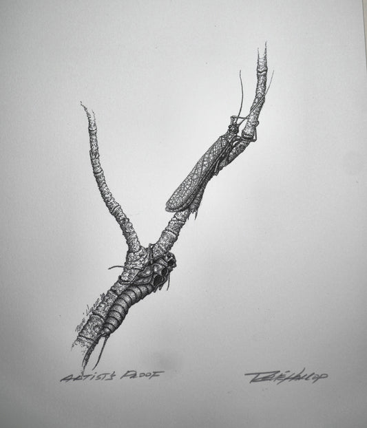 Stonefly Print 9"x7" - Artist Proof