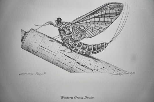 Western Green Drake Print 8"x10" - Artist Proof