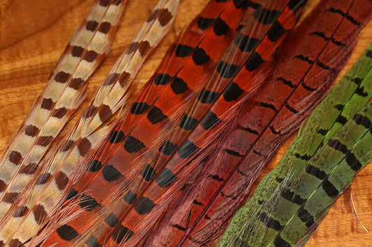 Ringneck Pheasant Tail